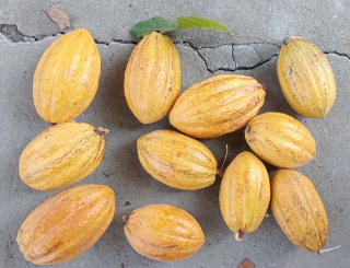Cacao for our ducks
