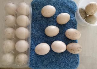Muscovy Eggs